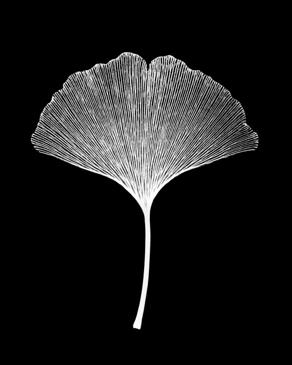 Bryan Whitney, Ginko Leaf