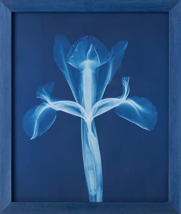 Bryan Whitney, Iris, 2024