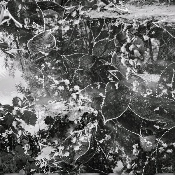 Brooks Williams, Leaves in Monochrome Mirage, 2023