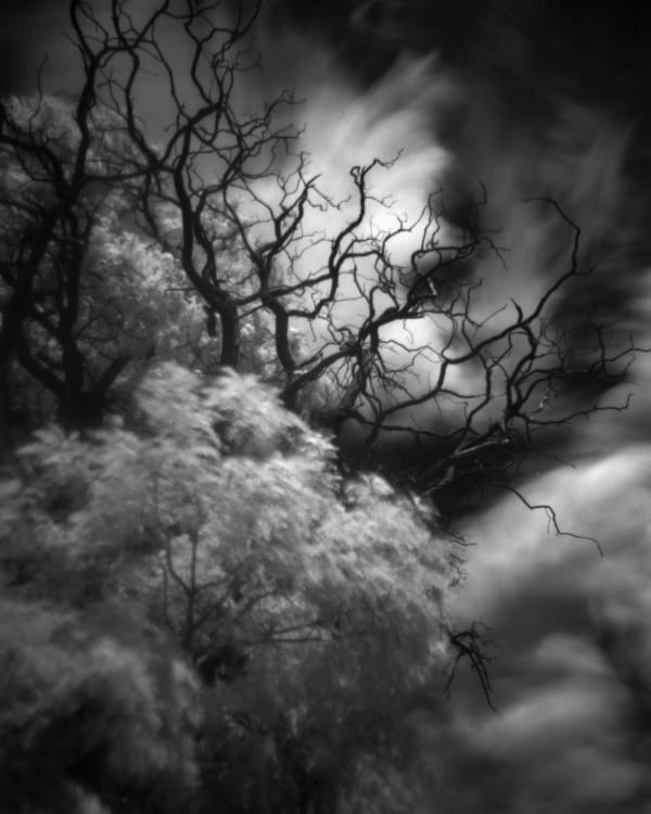 Cody S. Brothers, Lamy Train Station Tree