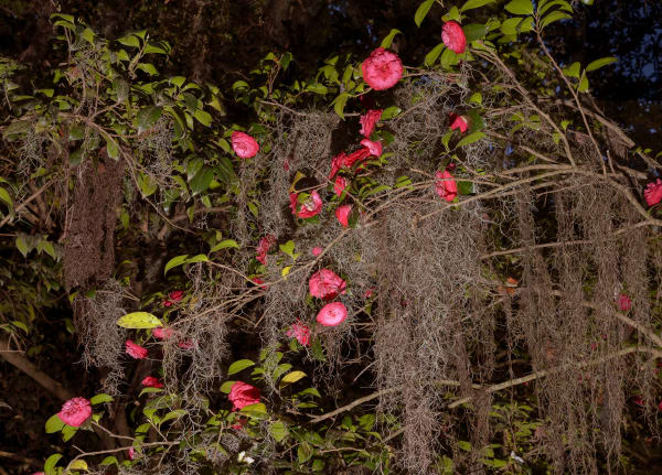Elizabeth Bick Plantation Home Garden, 2023 Archival Inkjet print 20 x 30 in 50.8 x 76.2 cm Edition of 5 plus 2 artist's proofs