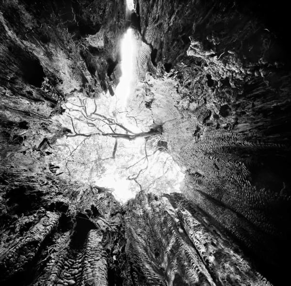 Stuart Rome, Prairie Creek, CA, 2016/2022