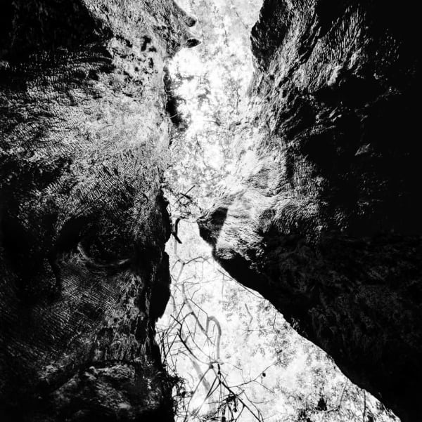 Stuart Rome, Prairie Creek, CA, 2016/2022