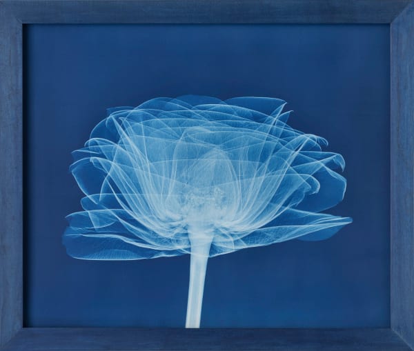 Bryan Whitney, Rose, 2024