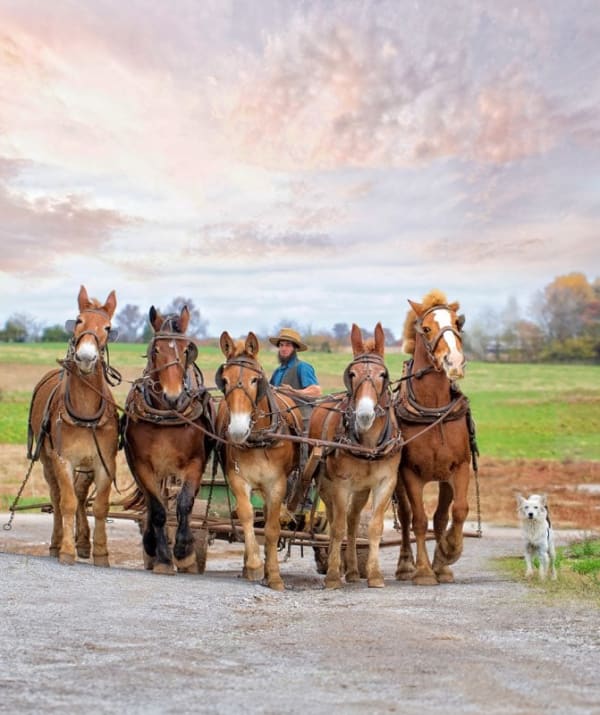 Ozana Sturgeon, Amish Horses