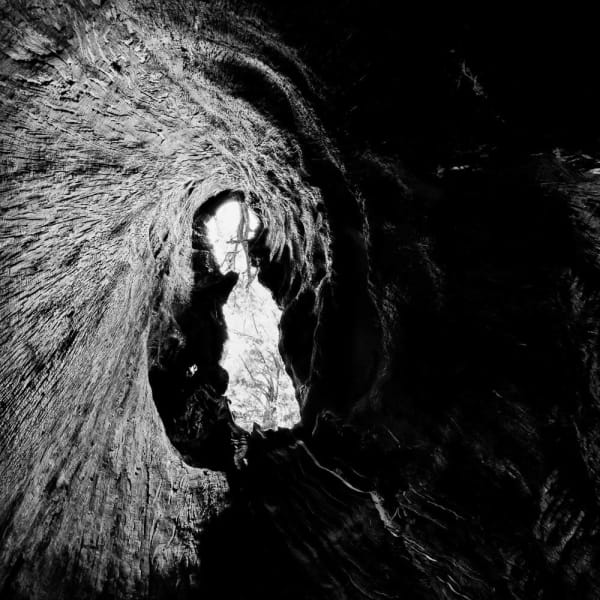 Stuart Rome, Prairie Creek, CA , 2014/2022