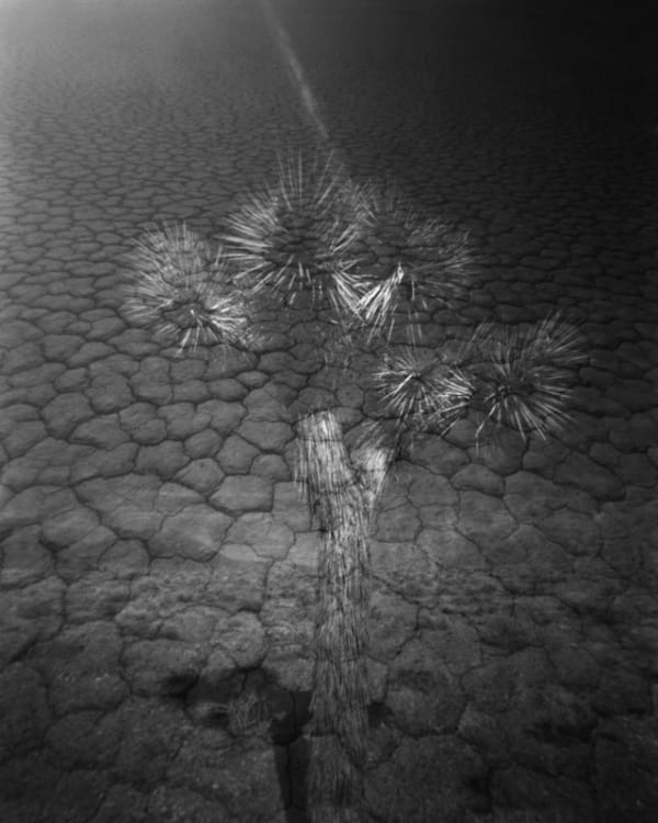 Cody S. Brothers, Joshua Tree Playa Double Exposure