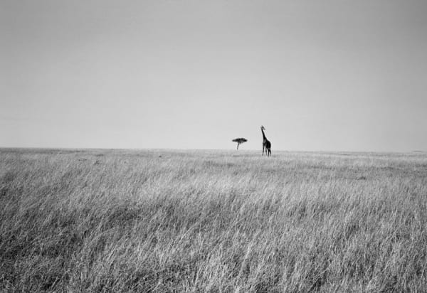 Marius Muresanu, The Mara