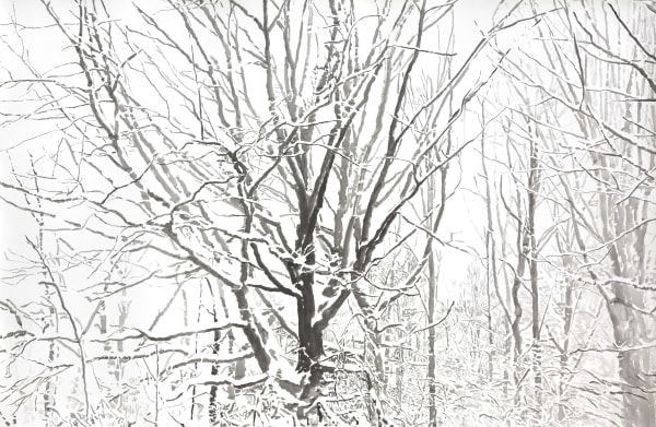 Emily Brown, Winter Maple, 2007