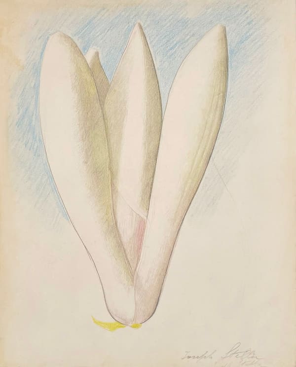 Joseph Stella, White Lotus Bud