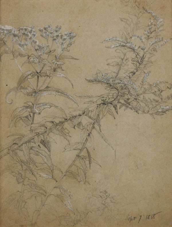 William Trost Richards, Wildflowers Study, 1858