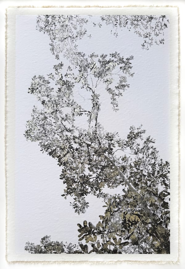 Bill Claps, Jungle Canopy VI, 2023