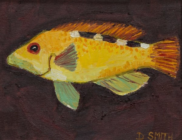 David Smith RSW, Cuckoo Wrasse