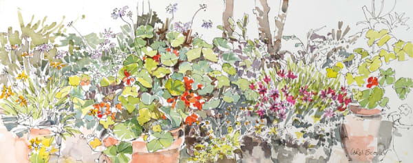 Carol Scouller, Summer Nasturtiums