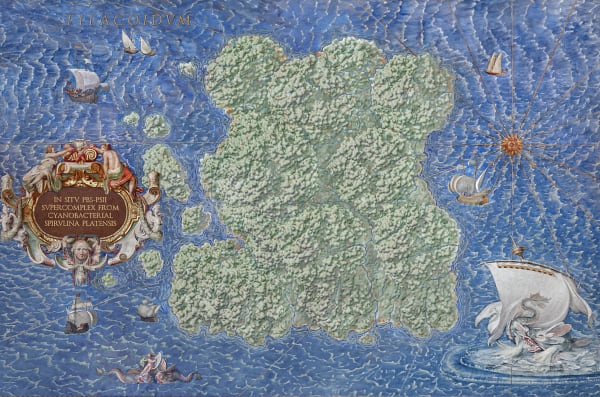 Duyi Han 韩笃一, Island or Phycobilisome Photosystem II Supercomplex from Cyanobacterial Spirulina Platensis 岛屿或蓝藻藻胆体光系统II超级复合体, 2024