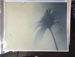 Ching Ho Cheng 郑庆和 , Untitled (Palmetto Series), 1981