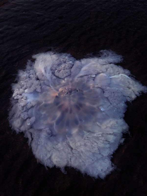 Chen Zhe 陈哲, Eternal Ephemera: Ancestor 偏善幻中来:祖先, 2020
