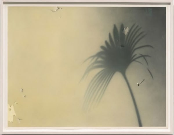 Ching Ho Cheng 郑庆和, untitled (Pamlmetto Series) 无题（棕榈叶系列）, 1981