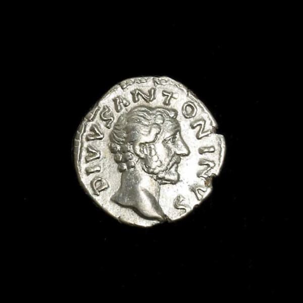 Silver Denarius of Emperor Antoninus Pius Issued Posthumously by Marcus Aurelius and Lucius Verus