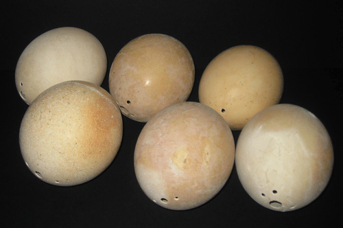 Set of Six Bronze Age Ostrich Eggs