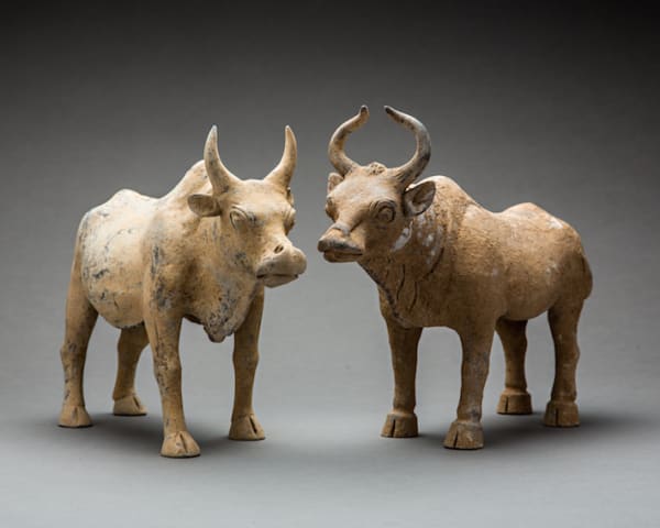 Pair of Tang Pottery Bulls