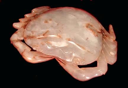 Song Agate Sculpture of a Crab