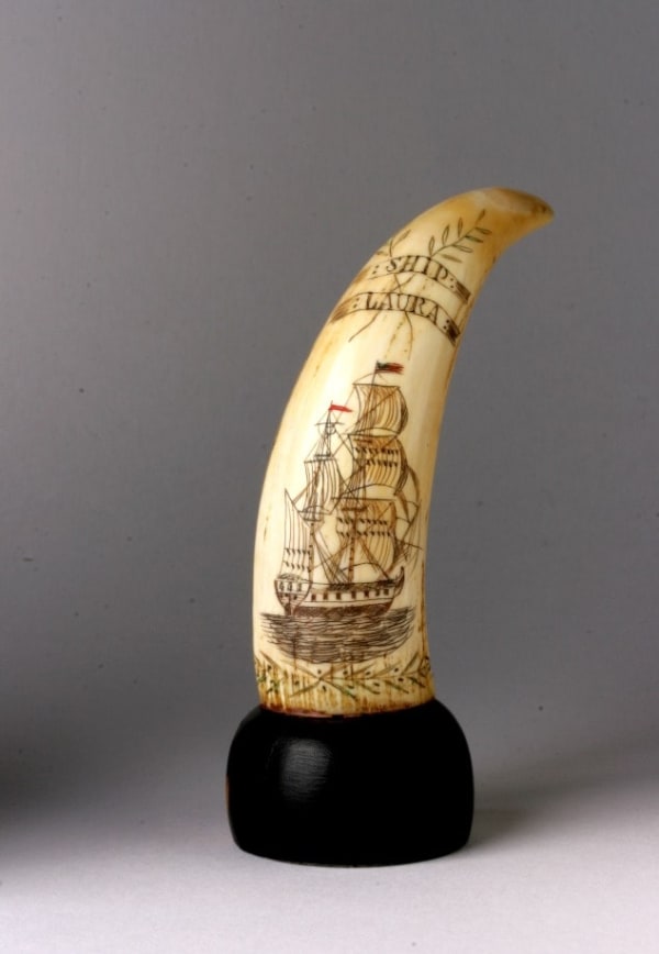 Scrimshaw Ivory