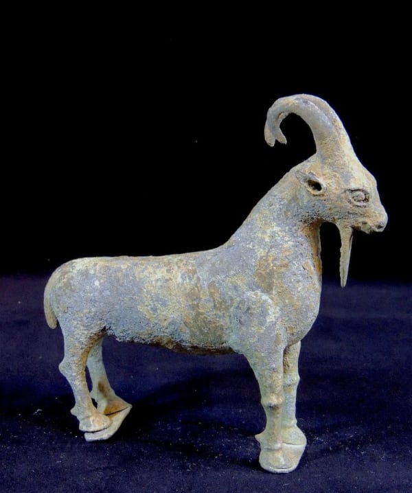 Bactrian lead goat