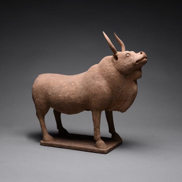 Tang Sculpture of an Ox with Removable Horns