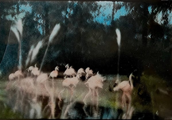 Ming Smith, Flamingo Fandango, 1988