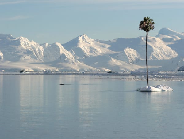 Max Steven Grossman, Elephant Island, 2015