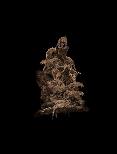 Mario Arroyave, Leopard Tree, 2016