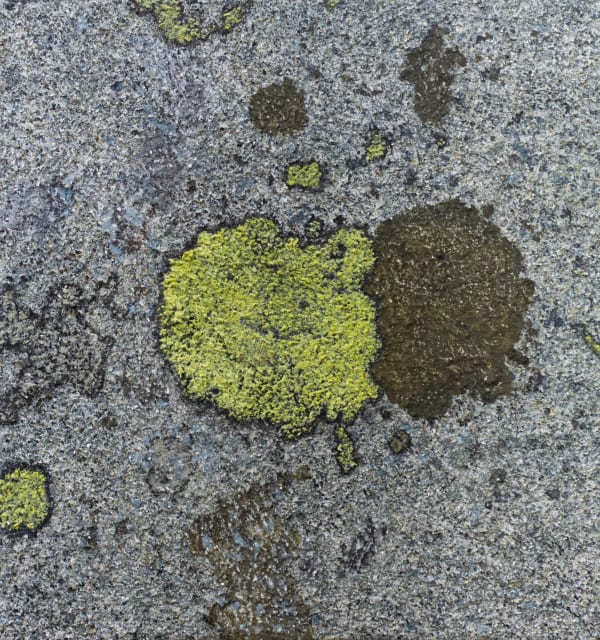 Ivar Lövheim, Yellow Smile, 2025