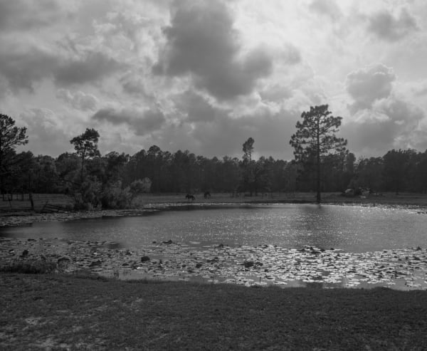 Charles Lee, Greater pastures, 2024