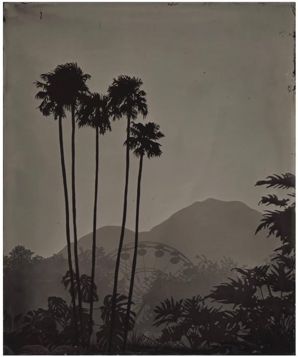 Vanessa Marsh Palm Springs 44, from the series Further to Fly, 2025 Wet plate collodion photogram 12 x 10 inches 25.4 x 30.5 cm