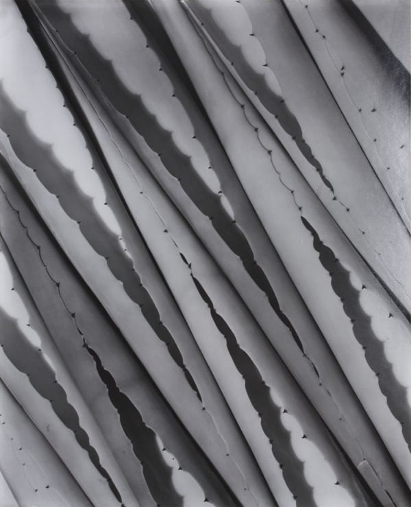 Imogen Cunningham, Agave Design 2, c.1920