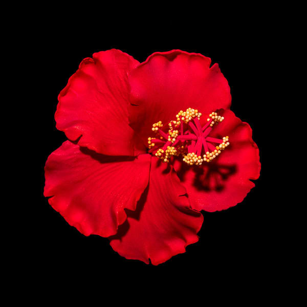 Raymond Sagapolutele, Lanu Mumu, 2024