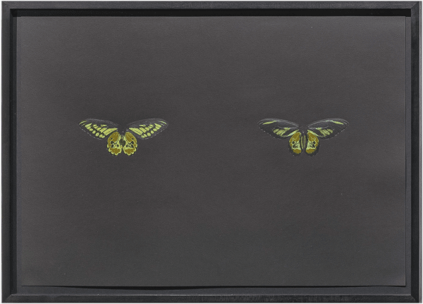 Maximilian Prüfer, Black Butterfly-Prints, 2017