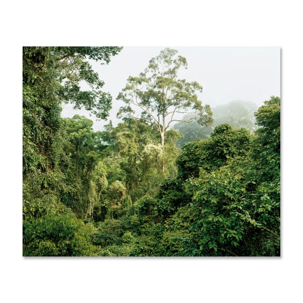 Olaf Otto Becker, Primary Forest 07, Malaysia 10/2012, 2012