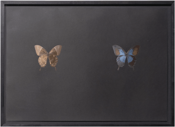 Maximilian Prüfer, Black Butterfly-Prints, 2017