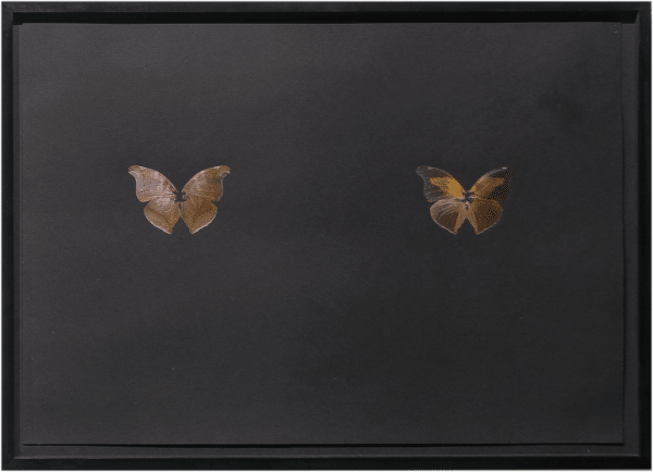 Maximilian Prüfer, Black Butterfly-Prints, 2017