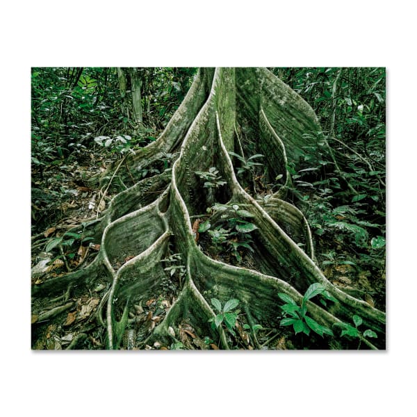 Olaf Otto Becker Primary Forest 18, Roots, Malaysia 10/2012, 2012 archival pigment print 61 cm x 72,5 cm 63 x 75 cm framed Edition of 6