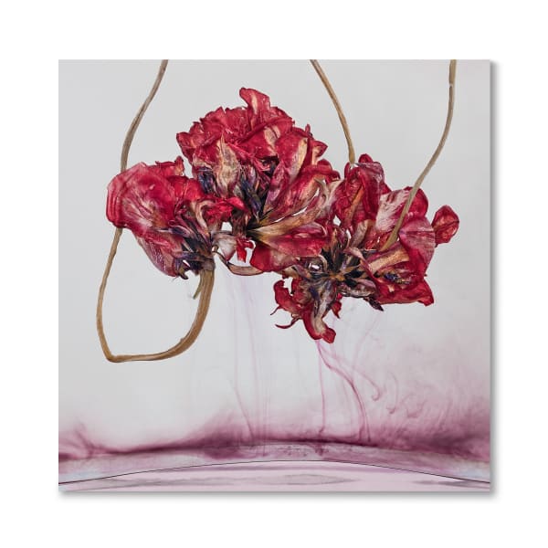 Kathrin Linkersdorff, Floriszenzen 4, 2019