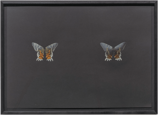 Maximilian Prüfer, Black Butterfly-Prints, 2017