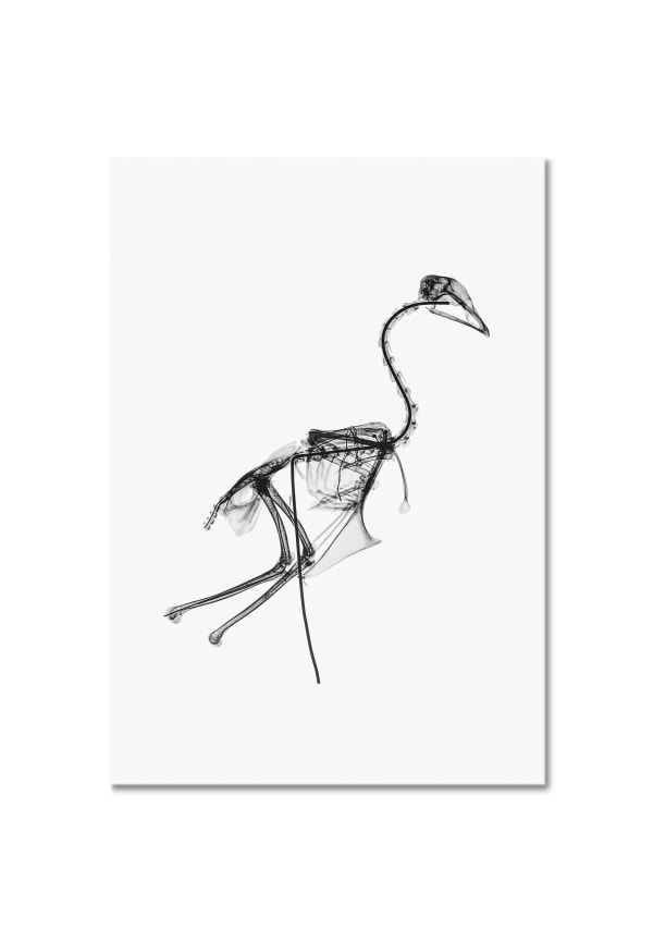 Andreas Greiner, The Last Exponent (Karl), 2015