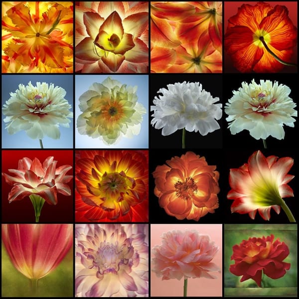 Parish KOHANIM - Eternal Beauties