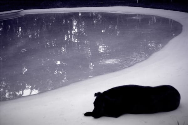 Jane Burton Limbo #10, 2011 pigment print 40 x 60cm