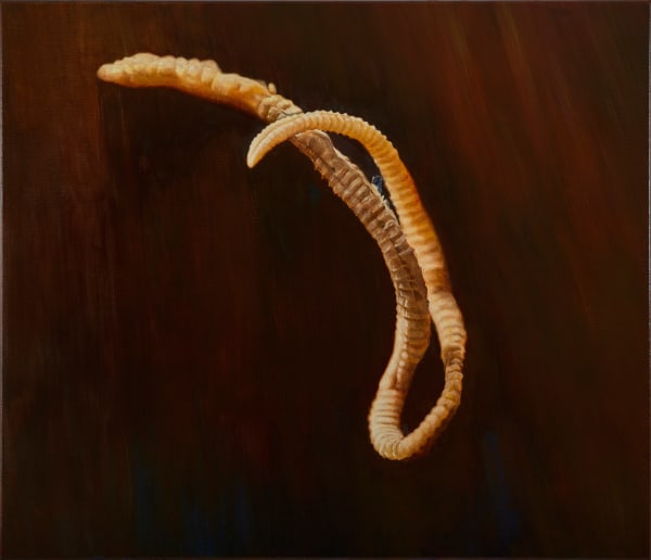 Piers Greville Hypolimnus Pedderensis, 2021 oil on linen 107 x 91.5 cm