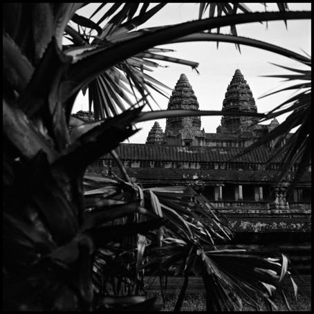 Jane Burton The Fall 2, 2004 Type C photograph 112 x 112cm Edition of 5 plus 1 artist's proof