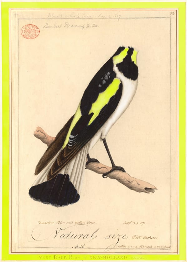 Joan Ross, A Very Rare Bird, 2018